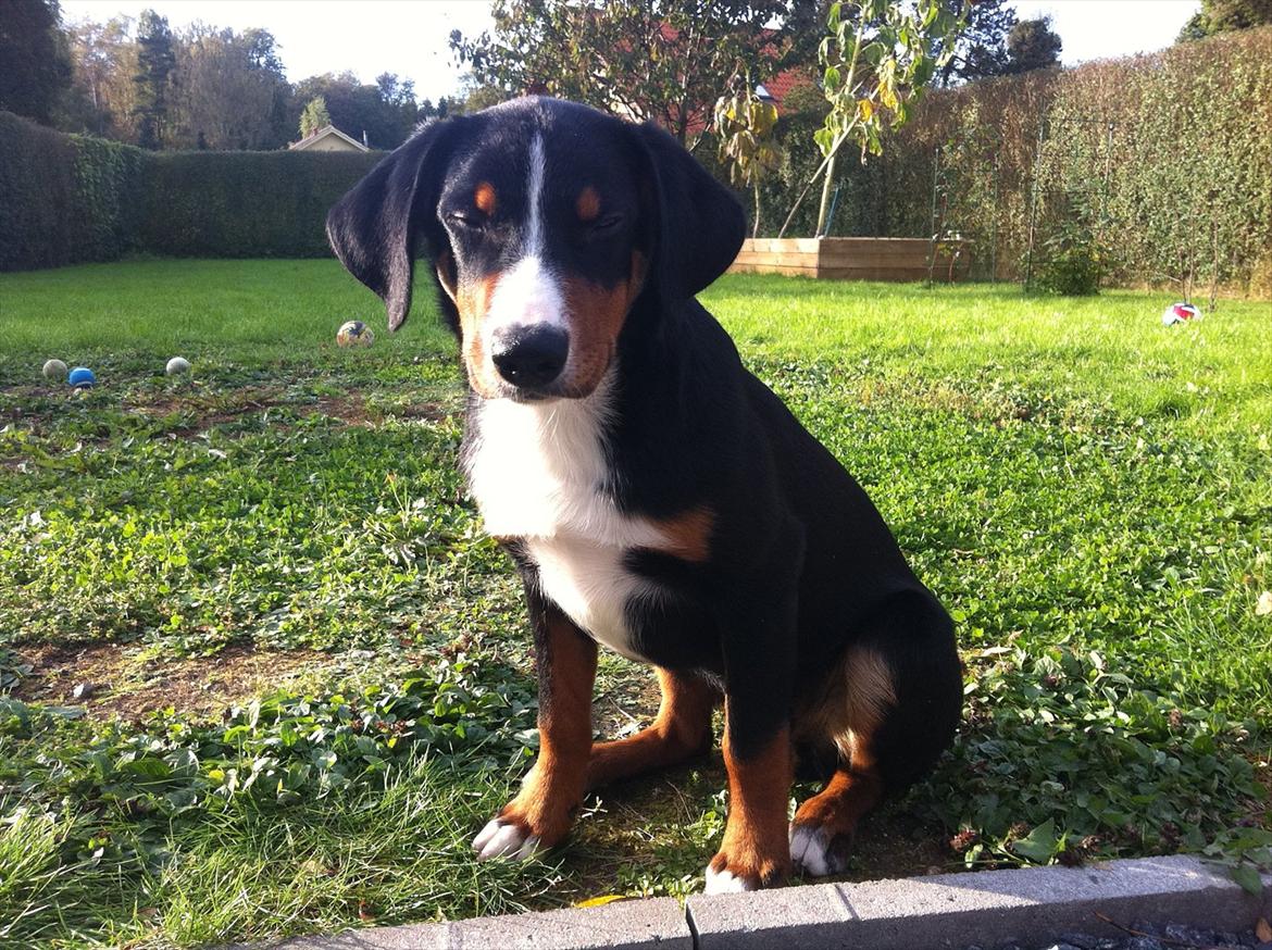 Appenzeller sennenhund Czekko Von Hirten - Næsten 5 måneder gammel billede 1