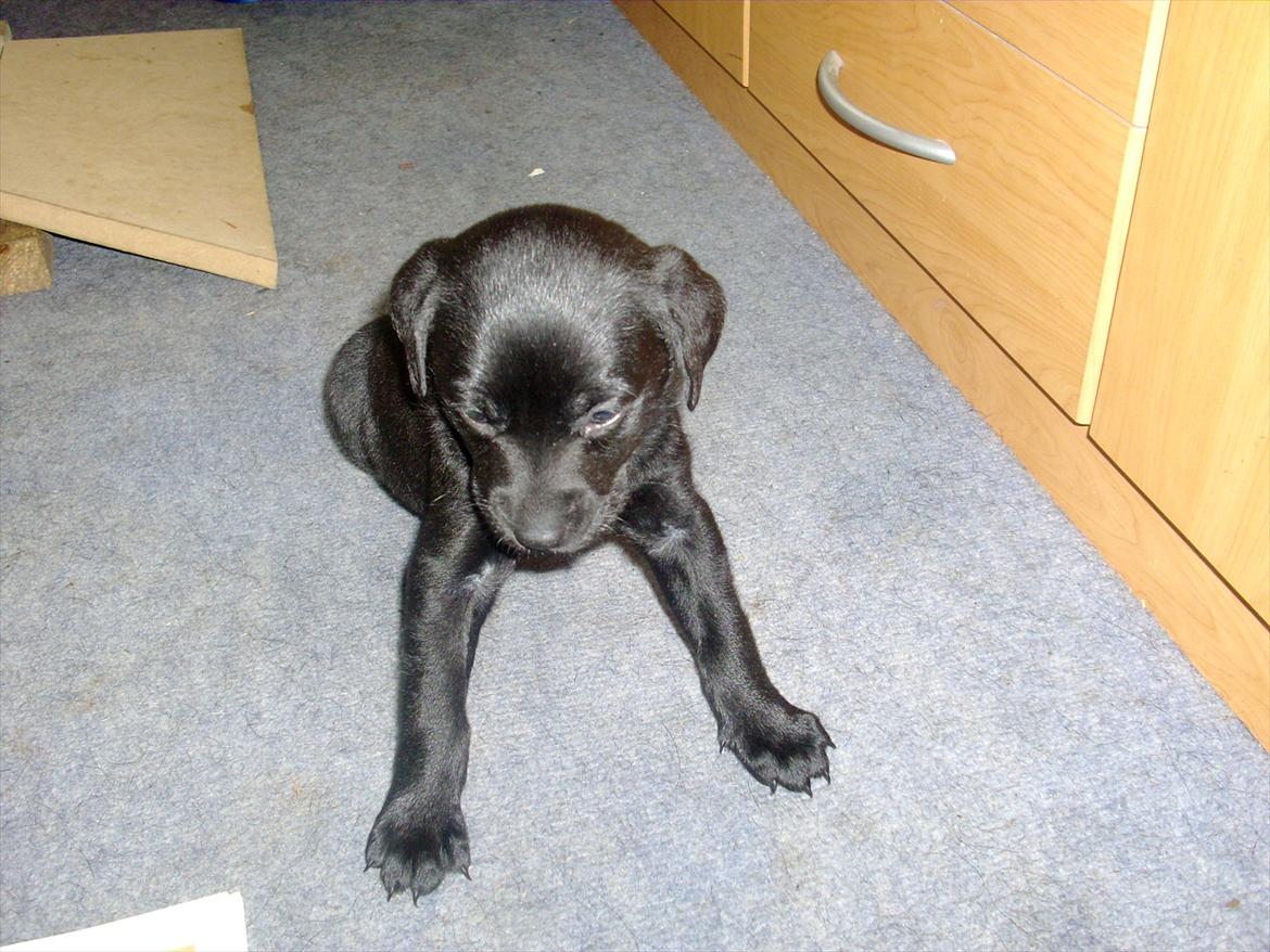 Blanding af racer Nala - Her er hun så småt begyndt at "vælte" lidt rundt . :) (benene ville ikke helt som hun ville :D) billede 4