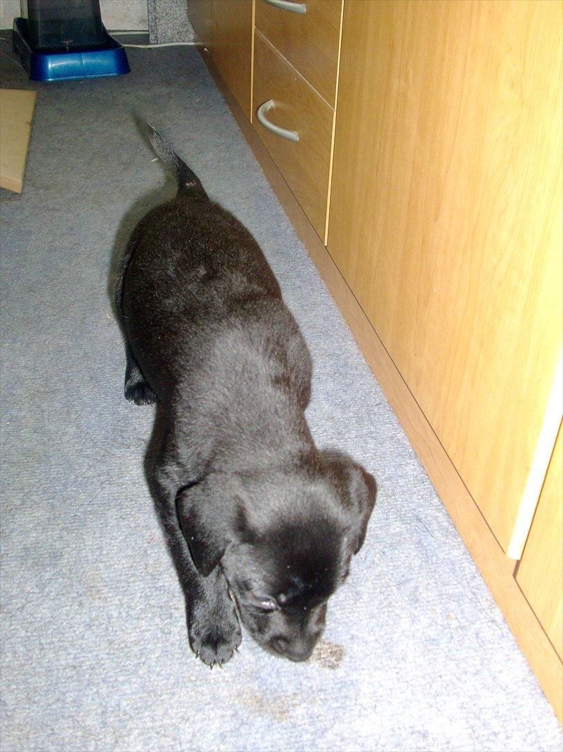 Blanding af racer Nala - Men udforskes , dét skal der . :) billede 5