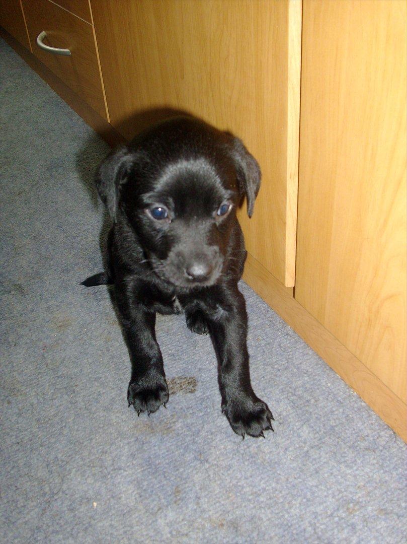 Blanding af racer Nala - Her sidder hun og får overblik over situationen :) billede 3