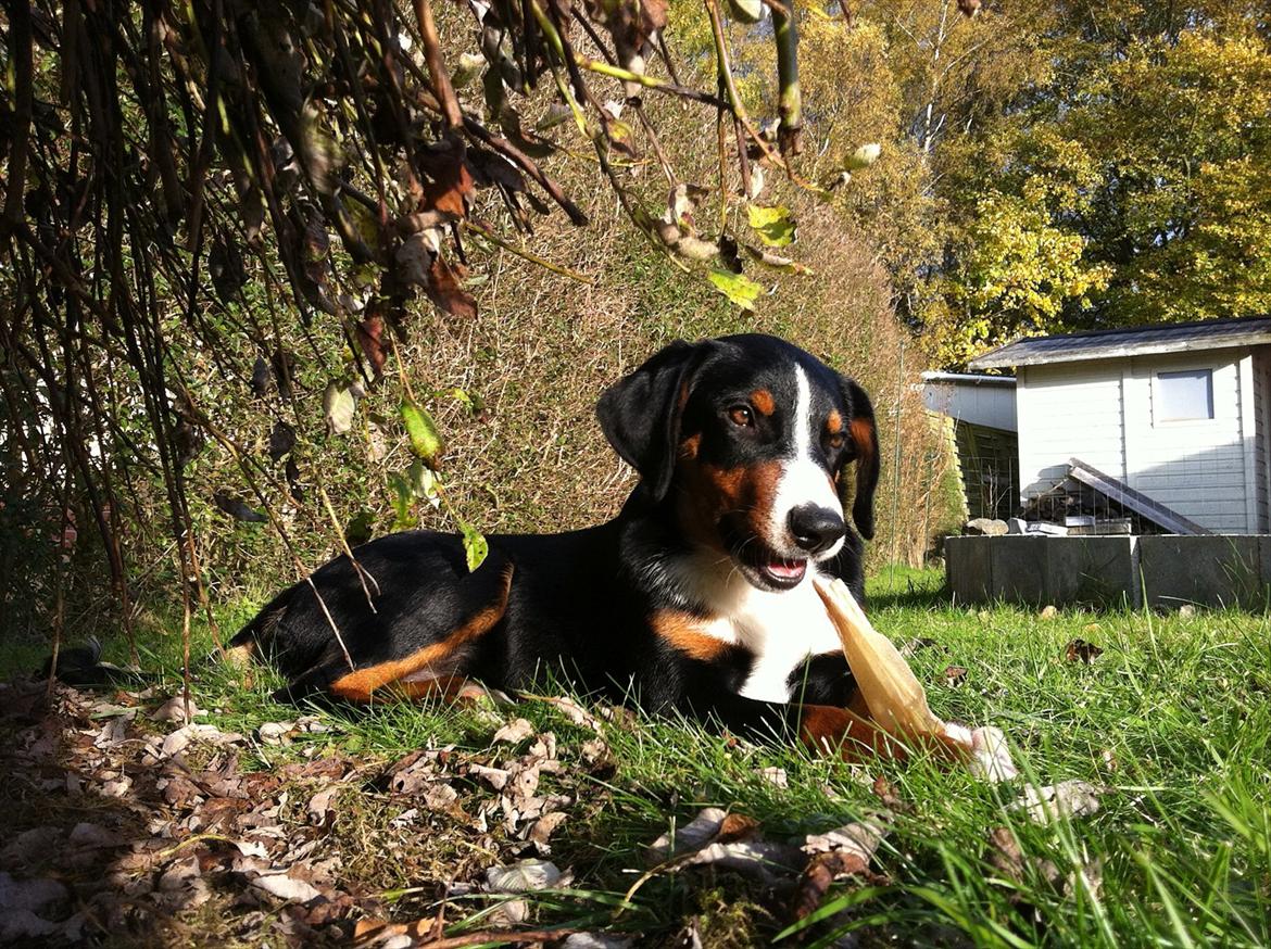 Appenzeller sennenhund Czekko Von Hirten - 5 måneder og ganske tilfreds med tilværelsen billede 2