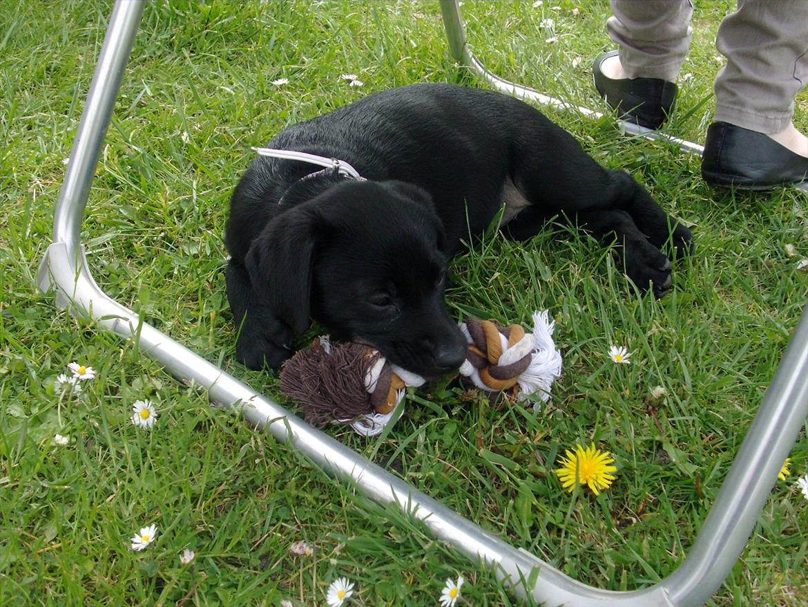 Blanding af racer Nala - Og så har vi "gemt" os her , godt igang med at tygge videre ;) billede 2