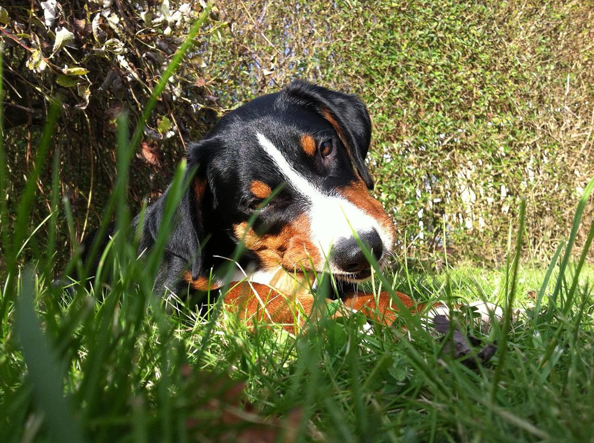Appenzeller sennenhund Czekko Von Hirten - Jeg har set dig :-) billede 3