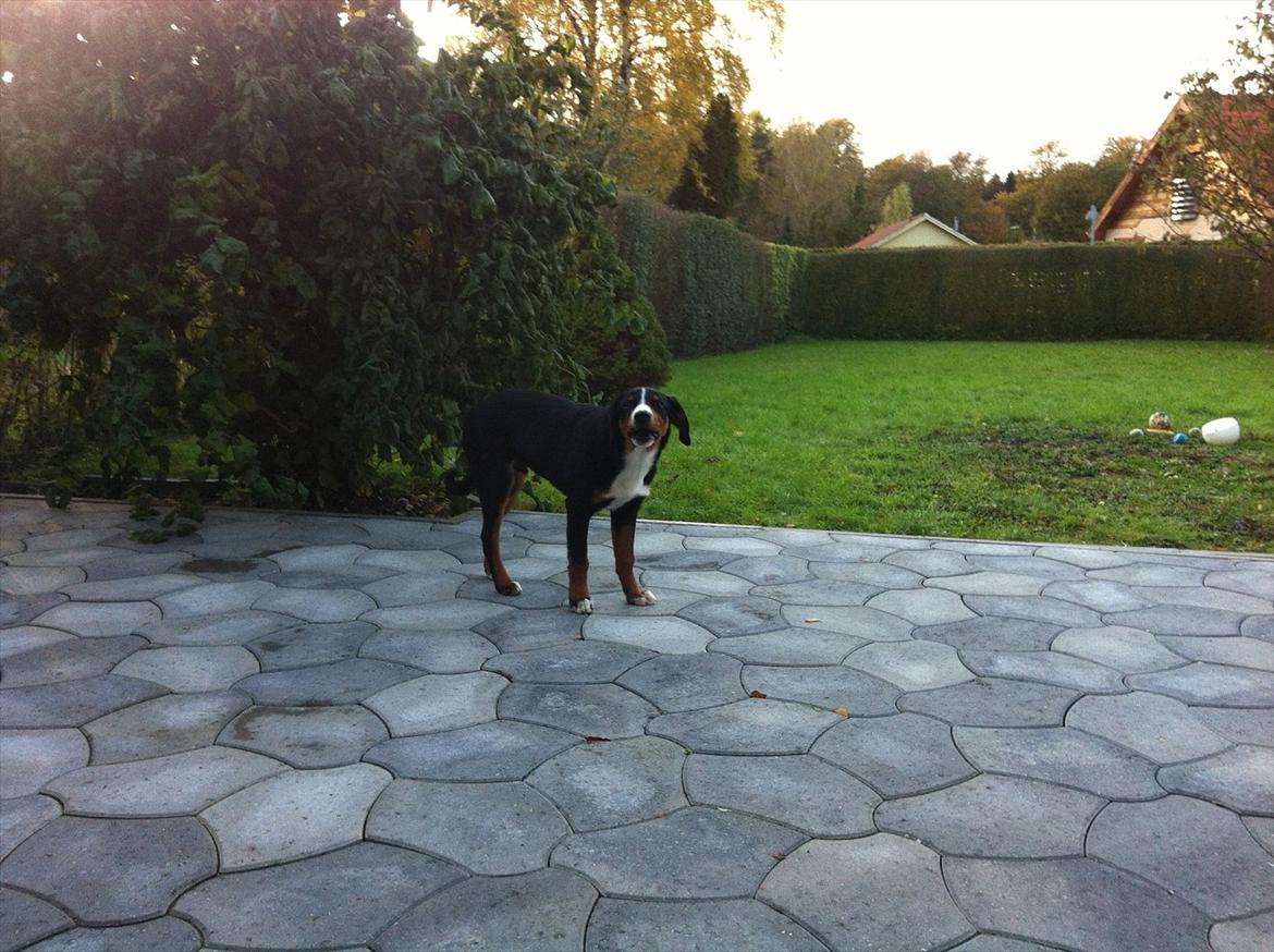 Appenzeller sennenhund Czekko Von Hirten - Vuf - øhhh var det mig? billede 4