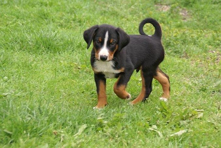 Appenzeller sennenhund Czekko Von Hirten - Ja så lille har jeg også været billede 5