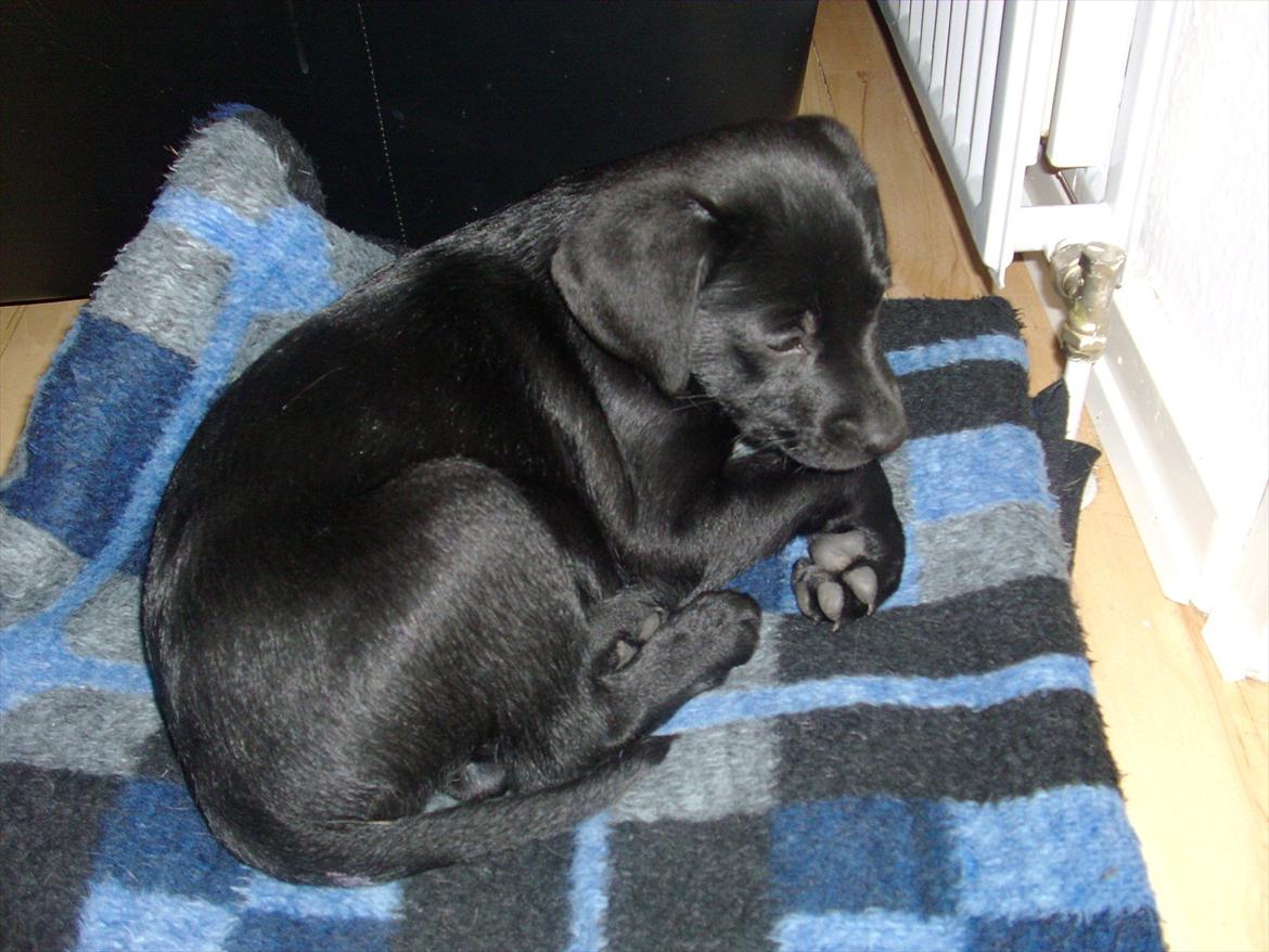 Blanding af racer Nala - Så er Nala kommet hjem , men det er godt nok underligt mor ikke er her mere :'( billede 6