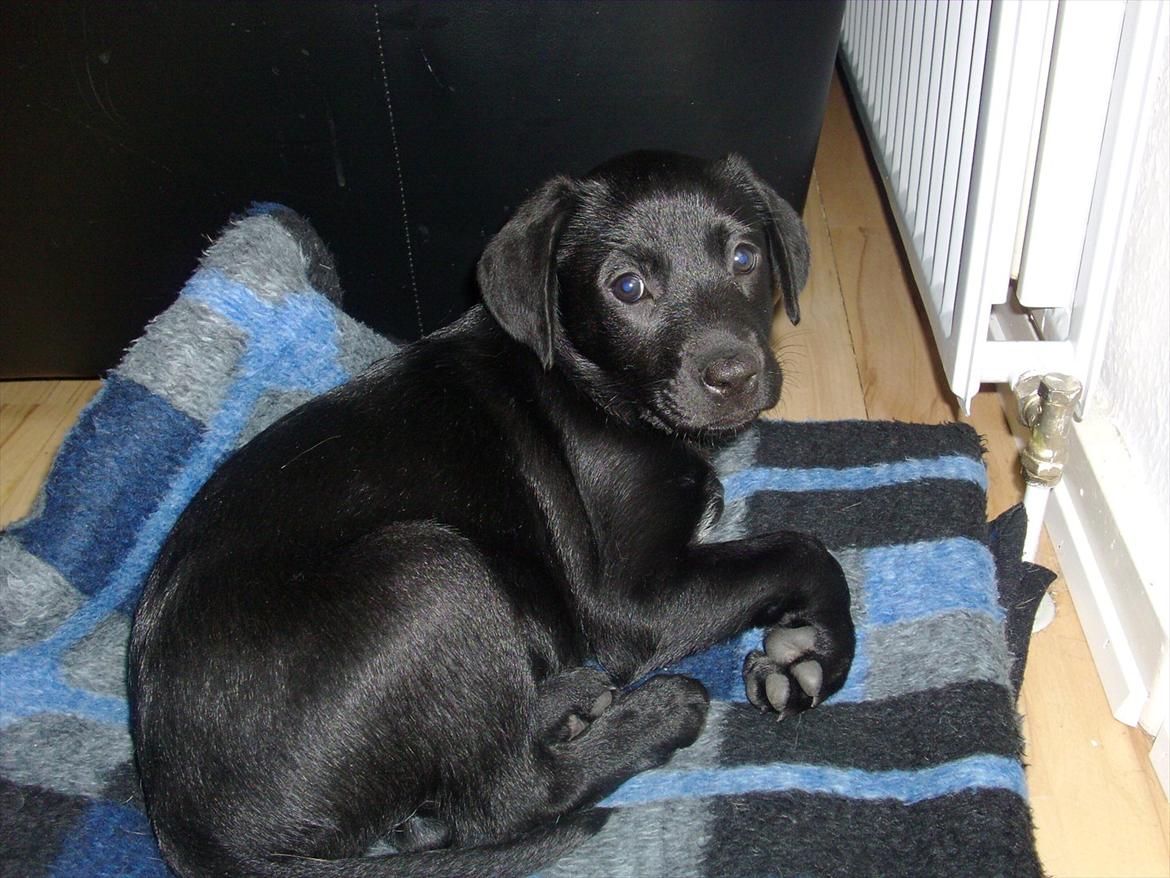 Blanding af racer Nala - Og igen , :) Men helt tryg ved kameraet er hun altså ikke . :) billede 7