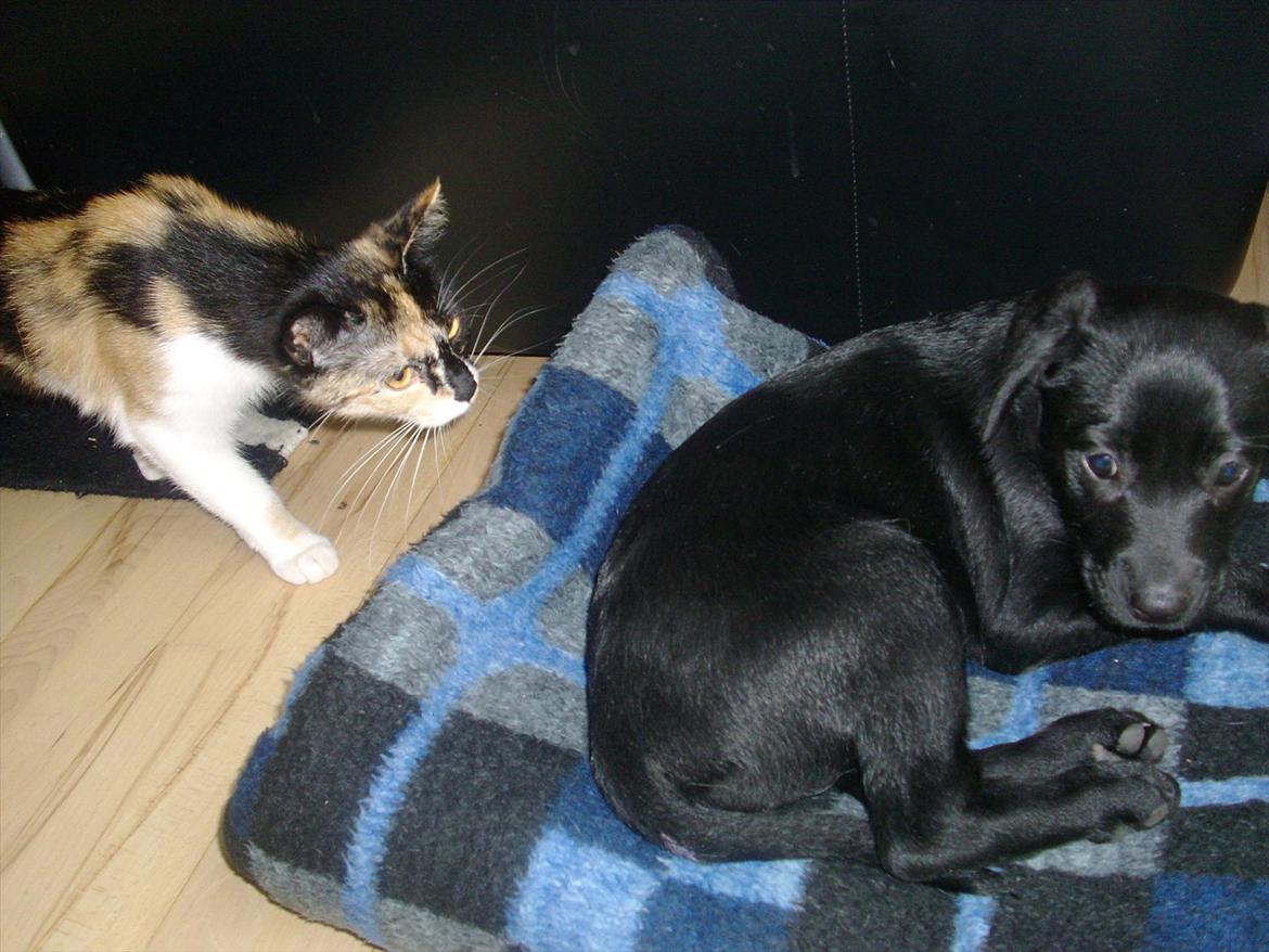 Blanding af racer Nala - Hov ! Hvad er det nu for en farlig en der kommer der ? ;) billede 8