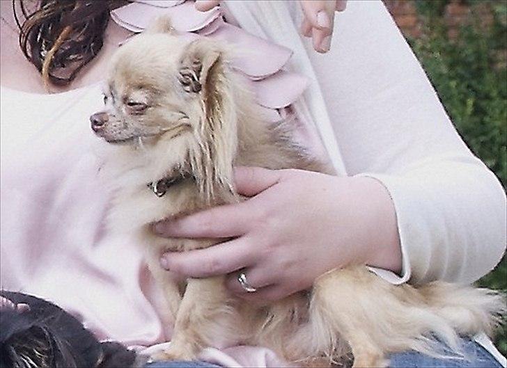 Chihuahua Choko - her ses Choko når han er ude og få taget billieder :-) billede 1