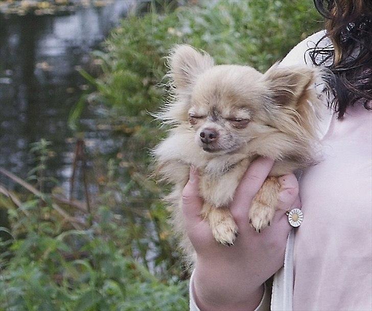 Chihuahua Choko - han kan godt li at få taget billider, men der går ikke så lang tid før han bliver træt billede 2