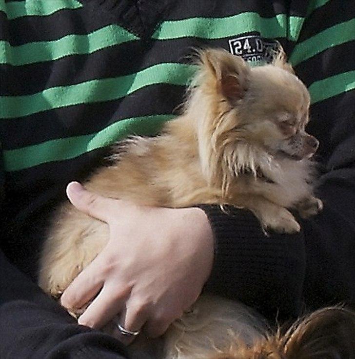 Chihuahua Choko - han er meget gald for at hænge på arm, og når han gør det, mener han for det meste at man skal sove, for så har vi andre styr på verden for ham billede 3