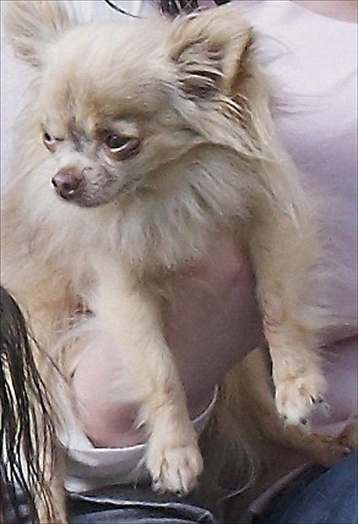 Chihuahua Choko - Her har han fået øje på andre hunde, og han mener helt bestemt at det er meget mere vigtigt at holde øje med dem "hehe" billede 4