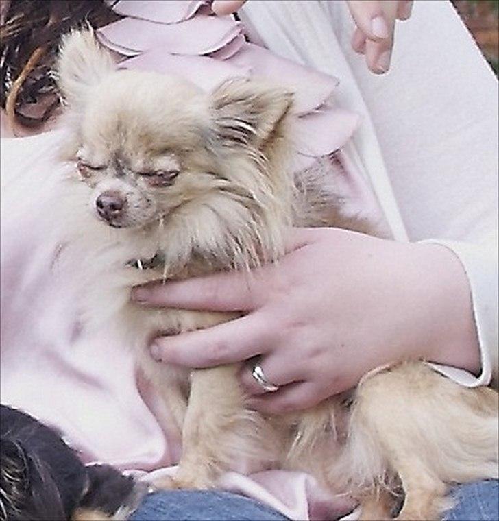 Chihuahua Choko - Så sidder man hos sin mor og putter, han er den dejligste lille mand når han gør det der  billede 5