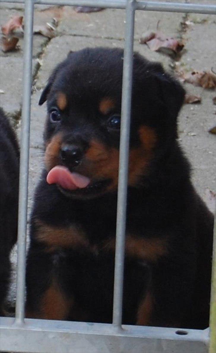 Rottweiler AYA - se min tunge :-) billede 3
