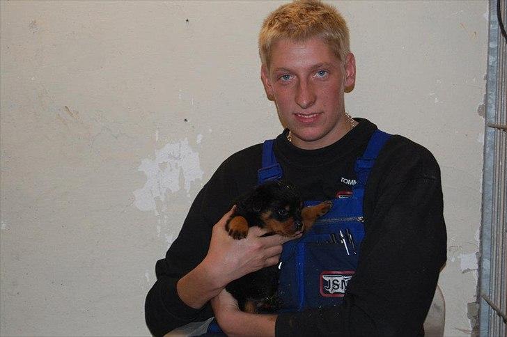 Rottweiler AYA billede 4