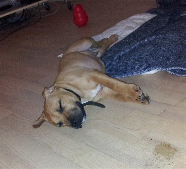 Staffordshire bull terrier Nemo billede 6