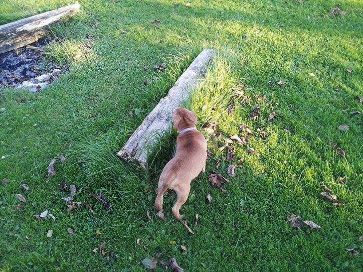 Staffordshire bull terrier Nemo billede 7