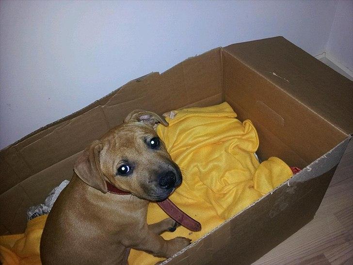 Staffordshire bull terrier Nemo billede 8