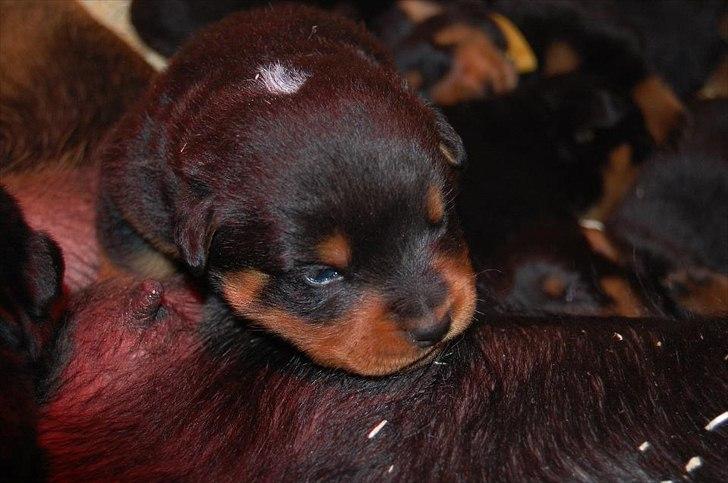 Rottweiler AYA billede 5