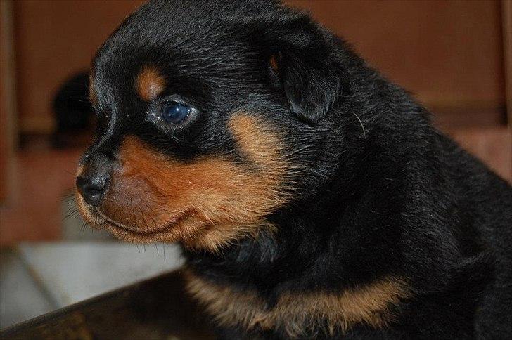 Rottweiler AYA - er jeg ikke bare sød? billede 6