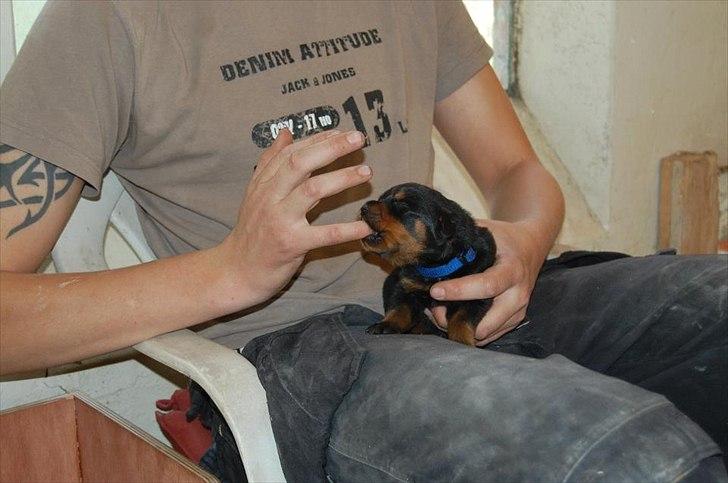 Rottweiler AYA - bide bide :-) billede 7