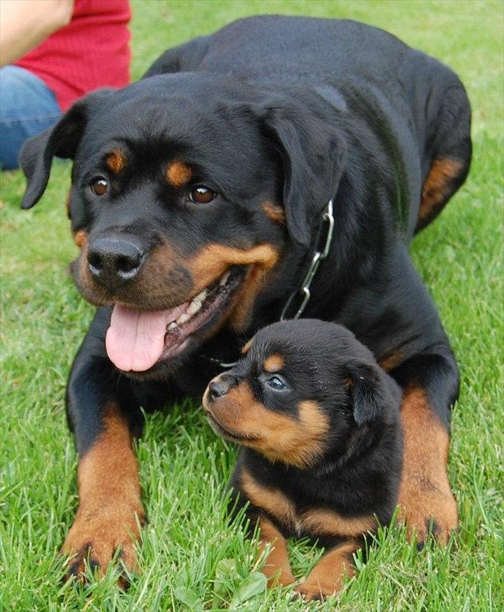 Rottweiler AYA - Min mor og mig :-) billede 1