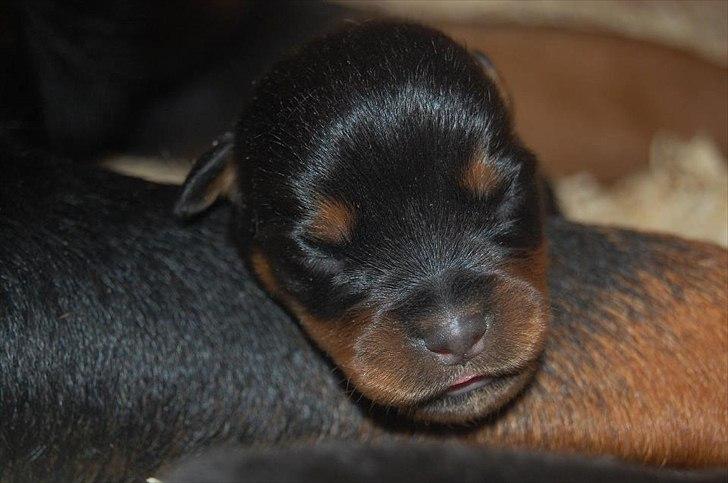 Rottweiler AYA billede 8