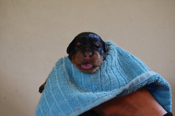 Rottweiler AYA - 1min efter jeg blev født. billede 2