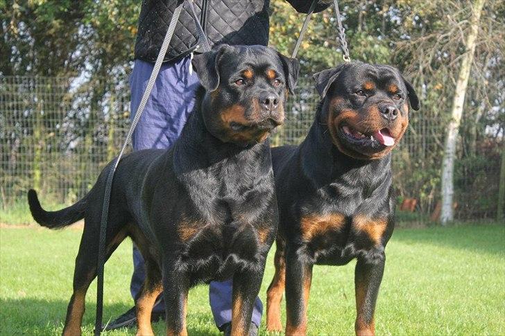 Rottweiler AYA - Min Mor og Far :-) billede 9