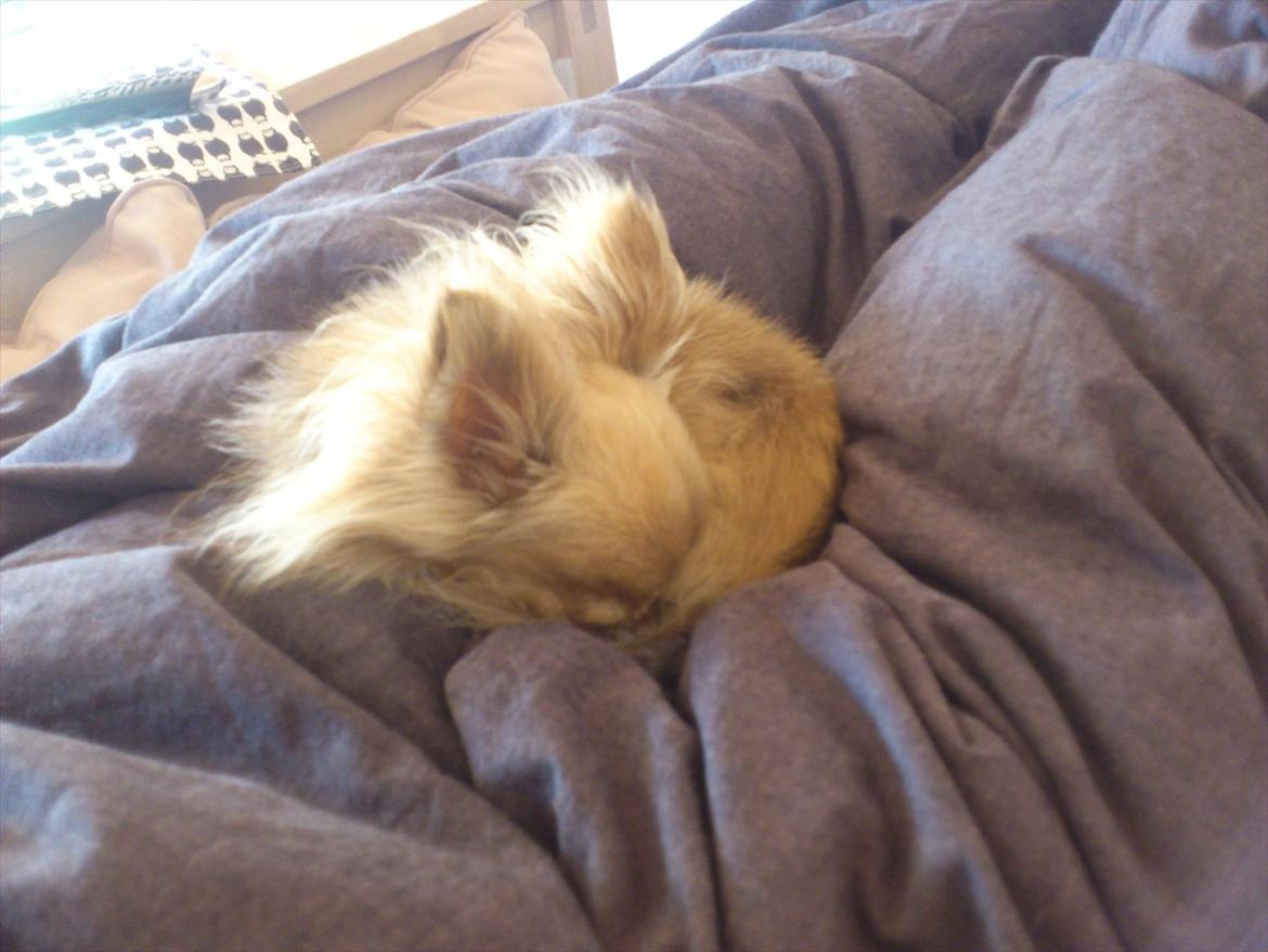 Chihuahua Choko - lille Choko der sover, det er noget af det han er RIGTIG god til ;-) billede 6