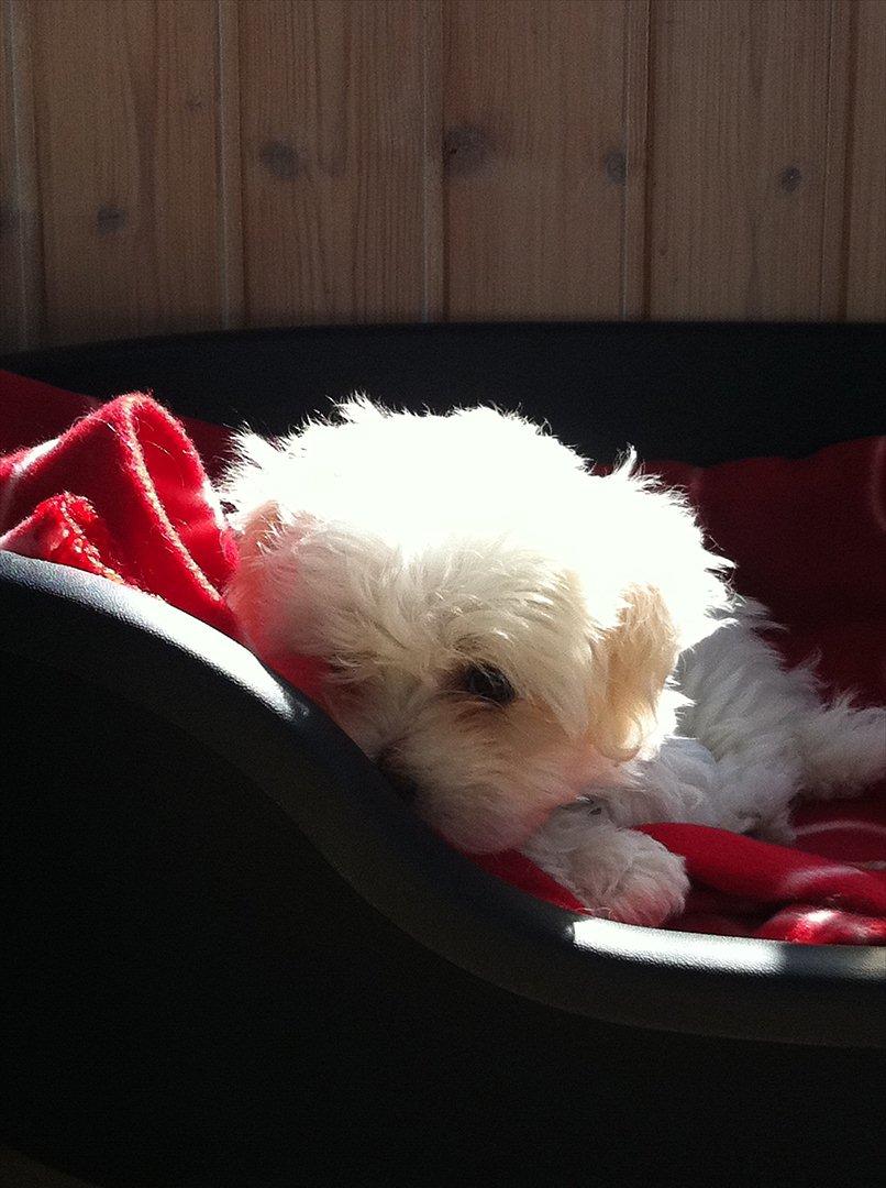 Blanding af racer Molly billede 2