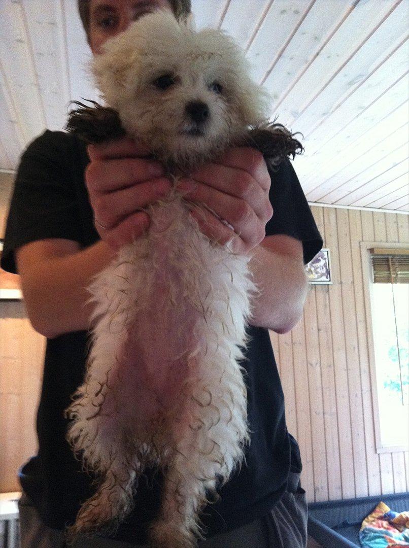 Blanding af racer Molly billede 3