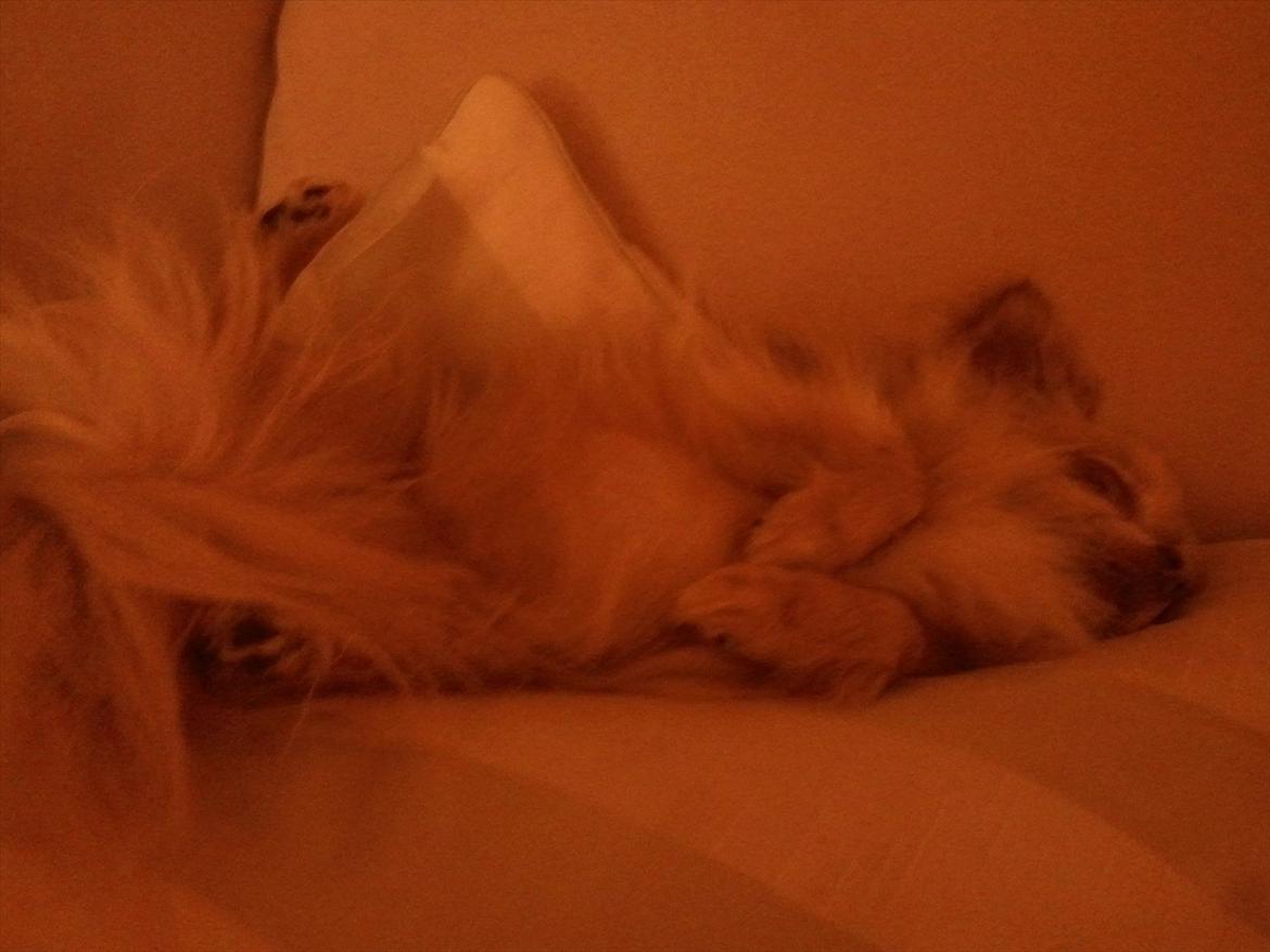 Chihuahua Choko - her sover han igen. han kan snorke så højt så man ikke kan falde i søven  billede 7