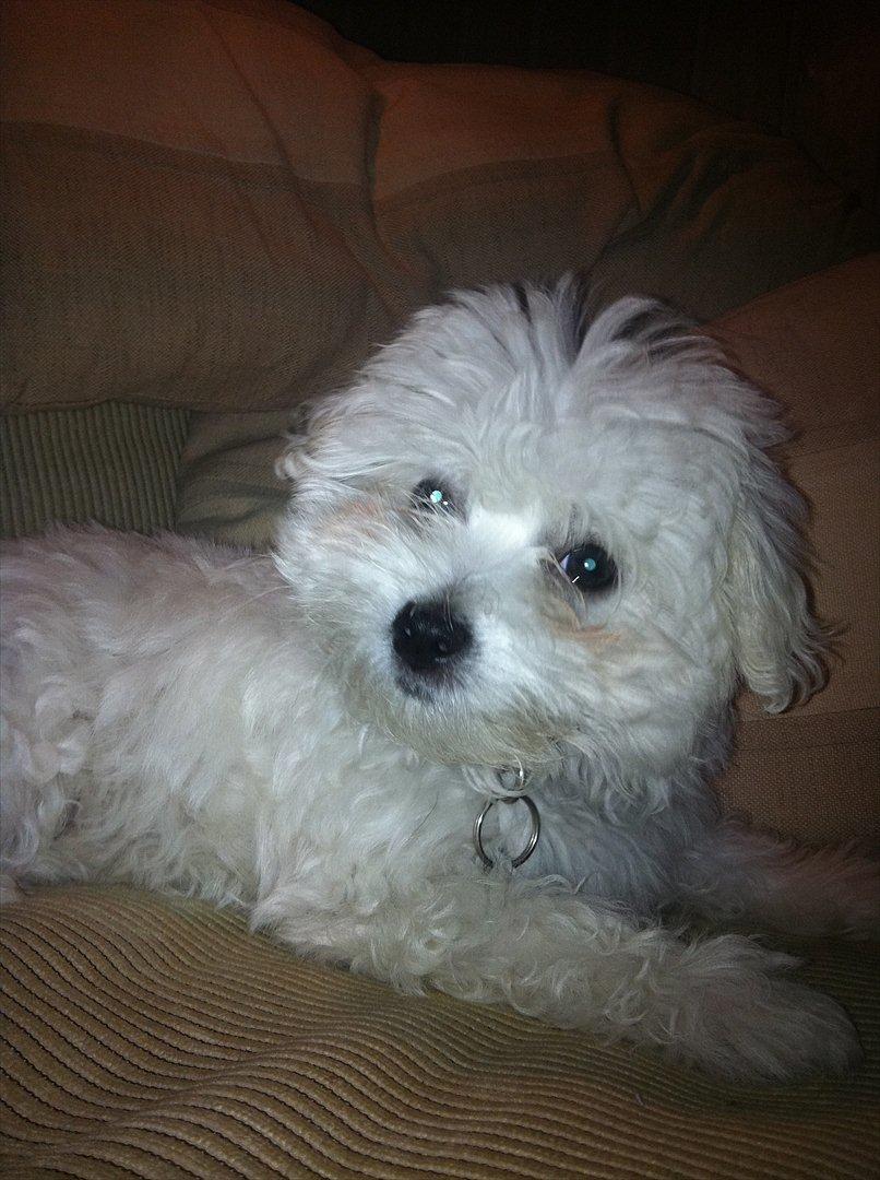 Blanding af racer Molly billede 4