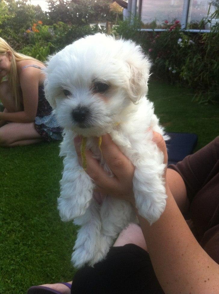 Blanding af racer Molly billede 5