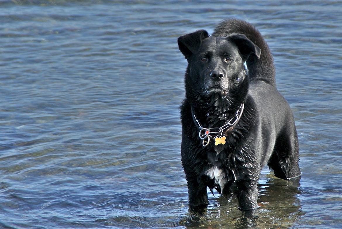 Blanding af racer Neja billede 6