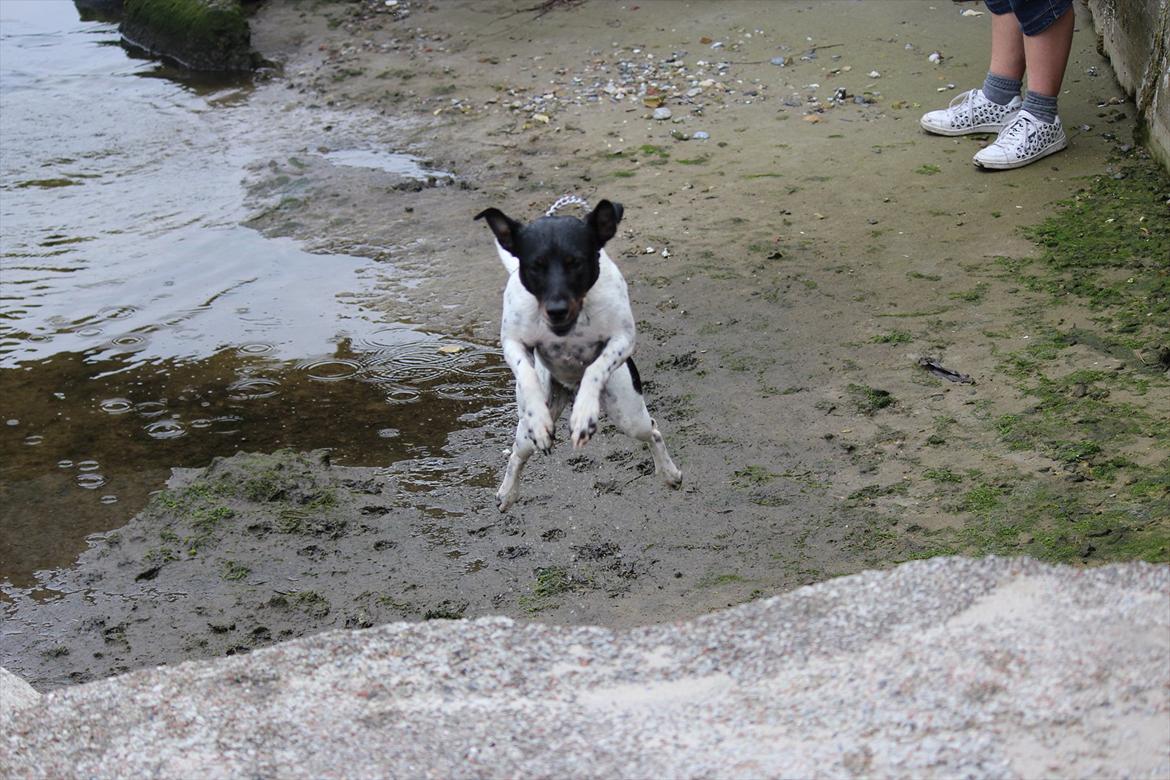 Dansk svensk gaardhund Rocky billede 2