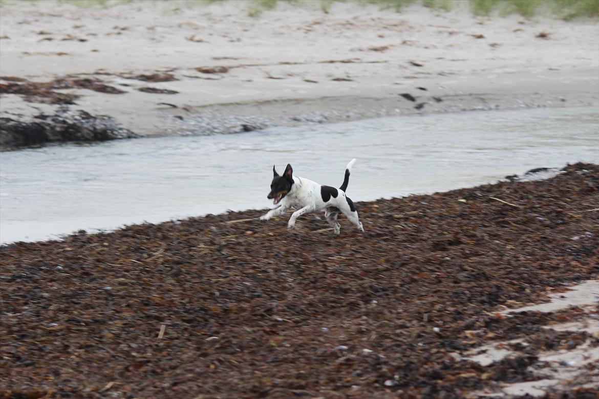 Dansk svensk gaardhund Rocky billede 10