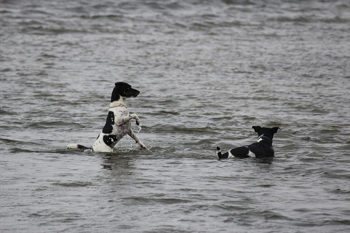 Dansk svensk gaardhund Rocky billede 20