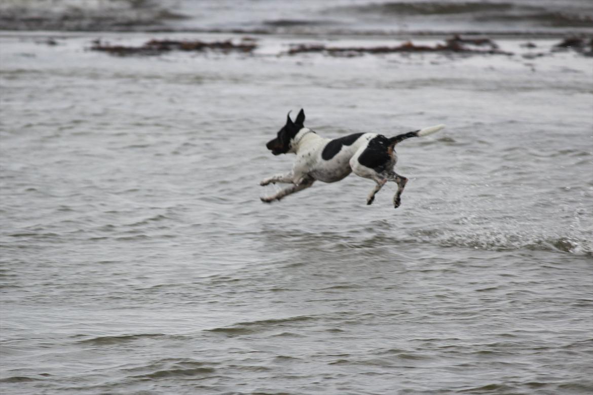 Dansk svensk gaardhund Rocky billede 14