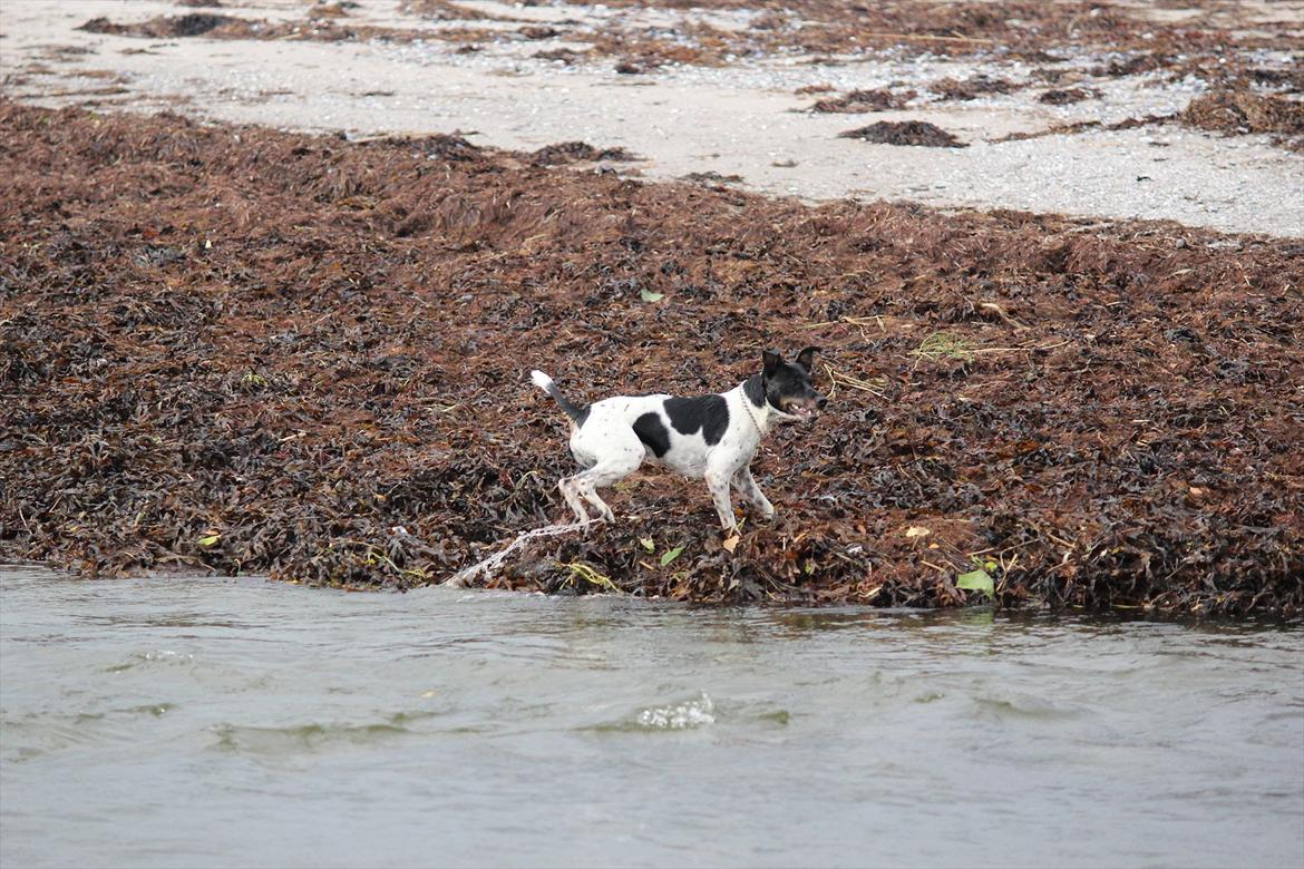 Dansk svensk gaardhund Rocky billede 8