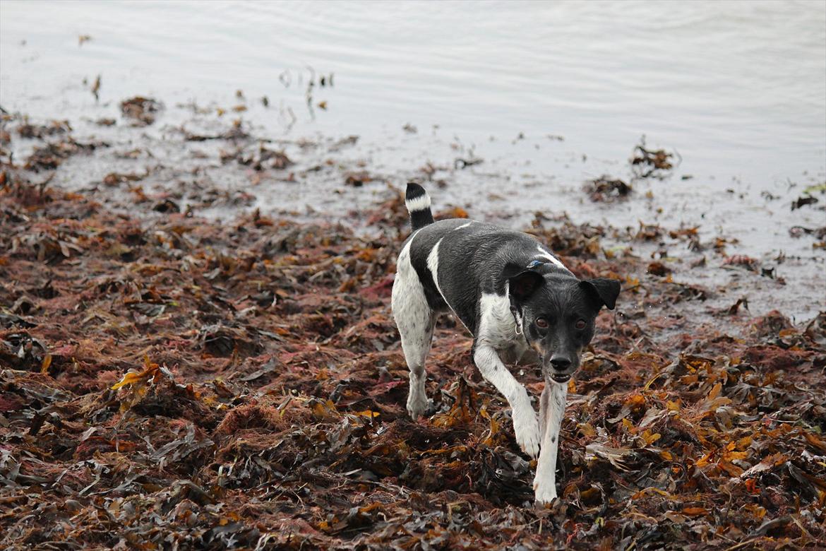 Dansk svensk gaardhund Rollo - Far til 4..  billede 20