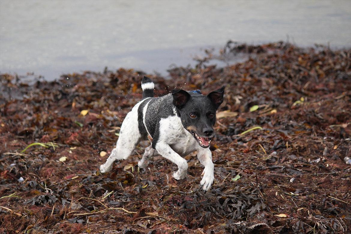 Dansk svensk gaardhund Rollo - Far til 4..  billede 1