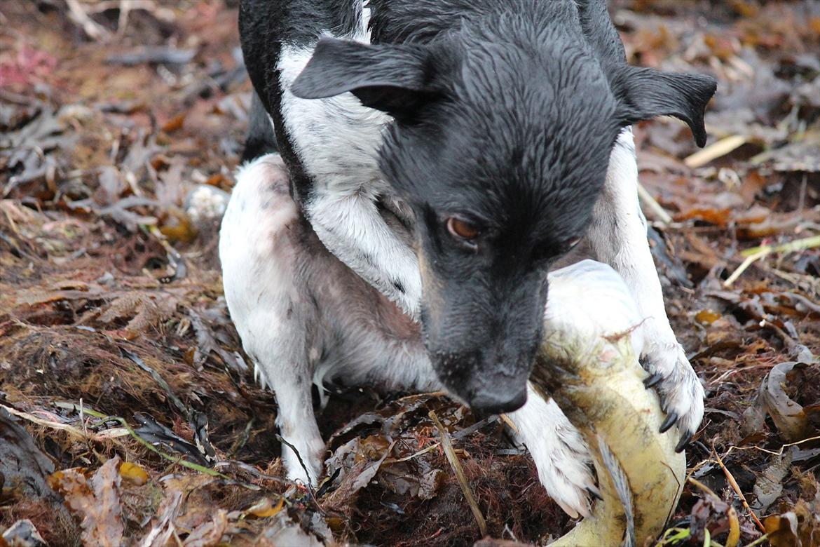 Dansk svensk gaardhund Rollo - Far til 4..  billede 2