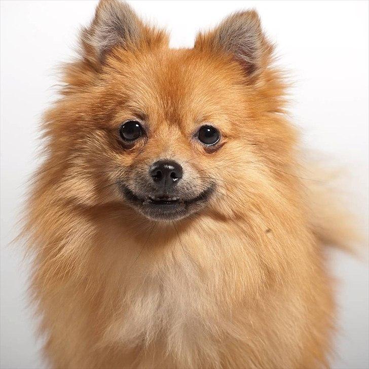 Pomeranian Nelli billede 10