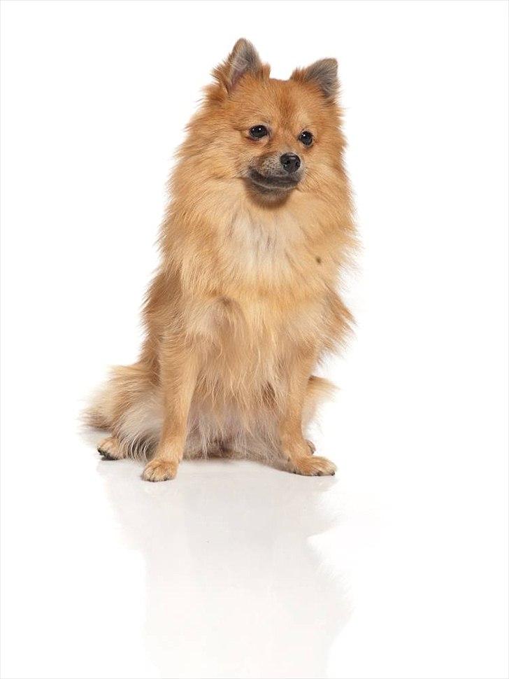 Pomeranian Nelli billede 5