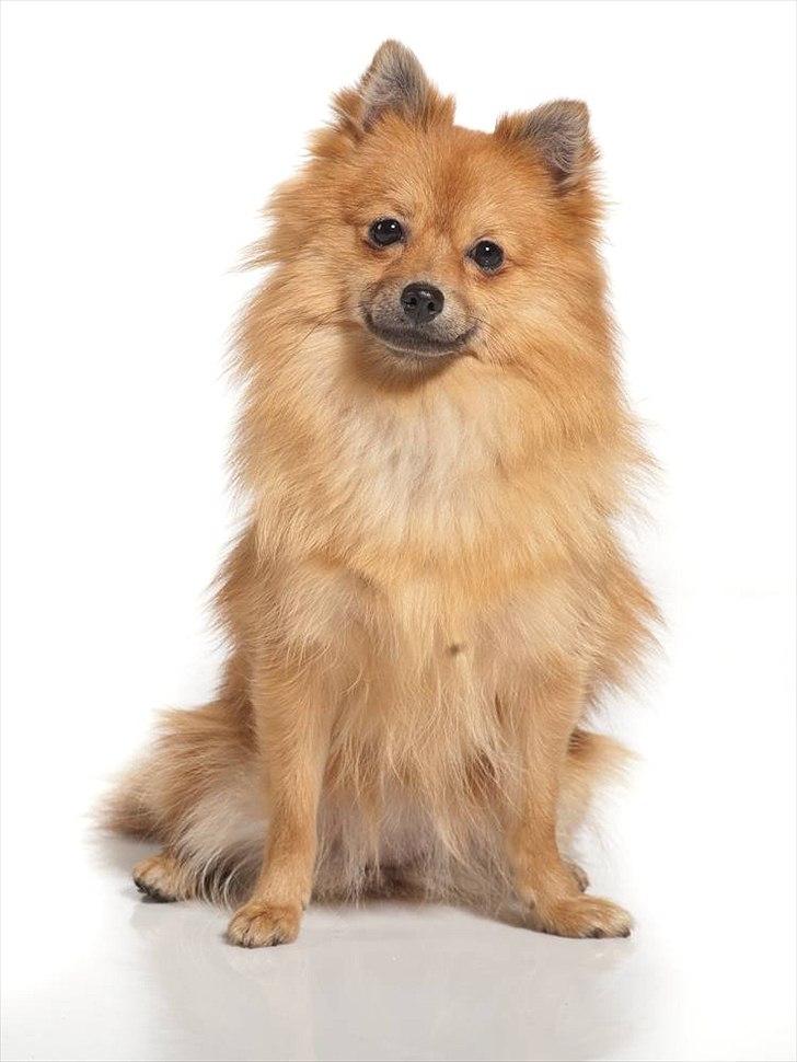 Pomeranian Nelli billede 18