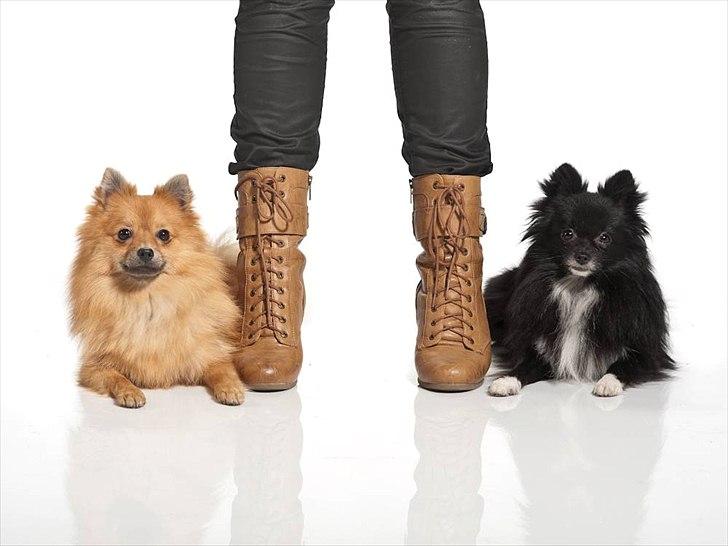 Pomeranian Nelli billede 6