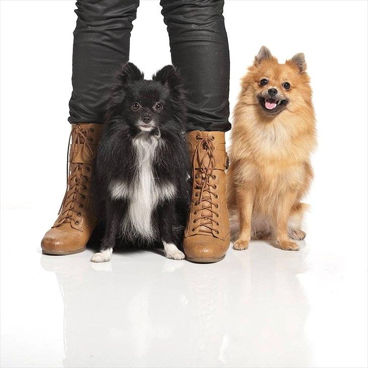 Pomeranian Jebbe billede 1