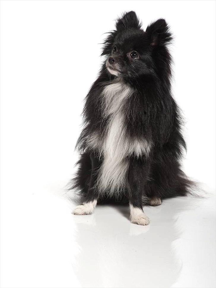 Pomeranian Jebbe billede 4